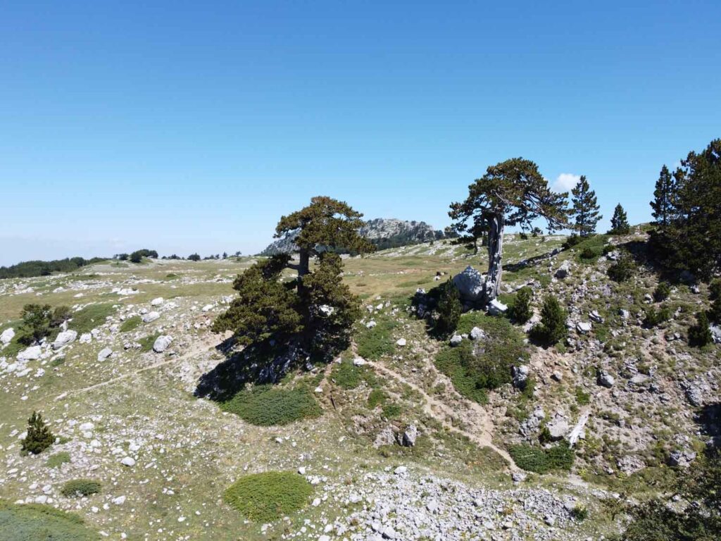 Panorama montagna pini loricati - Trekking sul Pollino - Il Giardino degli Dei