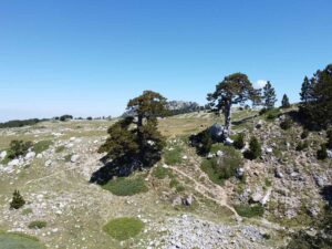 Panorama montagna pini loricati - Trekking sul Pollino - Il Giardino degli Dei​