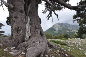 giardino degli dei (1)