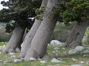 giardino degli dei (4)