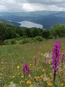 colli perilli foto panoramica con orchidee spontanee in primo piano ed il lago Arvo come sfondo