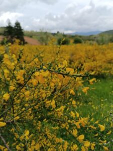 pianoro con ginestre fiorite