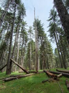 Bosco di pini larici