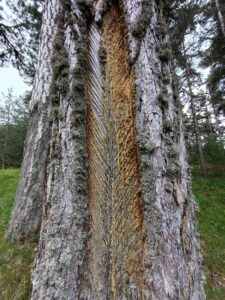 tronco di pino inciso per l'estrazione della resina