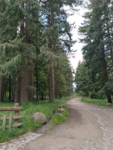 strada sterrata che entra un un bosco di pini in Sila