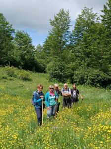 Prato fiorito nei pressi di un bosco di pini con escursionisti in fila