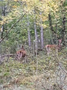 Cervi nel bosco
