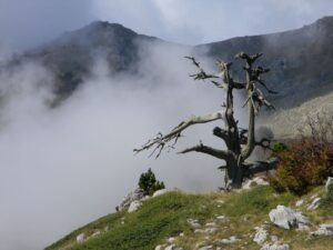 IMG_9355