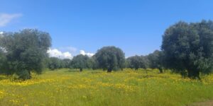 Cammino Materano - via Peuceta
